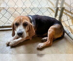 Beagle Dogs for adoption in Minneapolis, MN, USA