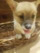 Small Photo #5 Pembroke Welsh Corgi Puppy For Sale in HARTVILLE, MO, USA