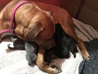Mother of the American Pit Bull Terrier puppies born on 04/09/2016
