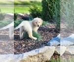 Small Photo #6 Goldendoodle Puppy For Sale in CORRYTON, TN, USA