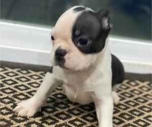 Boston Terrier Puppy for sale in HICKORY, NC, USA