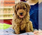Puppy Clementine Goldendoodle