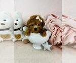 Small #27 Poodle (Toy)