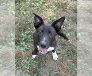 Boxador Dogs for adoption in Boston, MA, USA