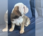Small #15 English Bulldog