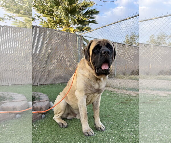 Medium Photo #2 Mutt Puppy For Sale in Goodyear, AZ, USA