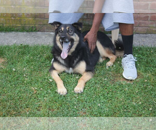 Medium Photo #3 Chow Chow-Unknown Mix Puppy For Sale in Darlington, MD, USA