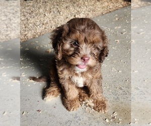 Cavapoo Litter for sale in CARLISLE, KY, USA
