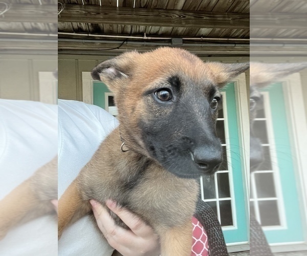 Medium Photo #1 Belgian Malinois Puppy For Sale in COLLEGE STATION, TX, USA