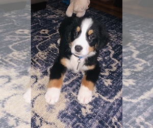 Bernese Mountain Dog Puppy for sale in DALLAS, TX, USA