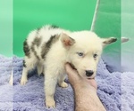 Small #1 Siberian Husky
