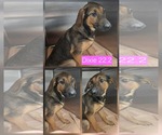 Small Catahoula Leopard Dog Mix