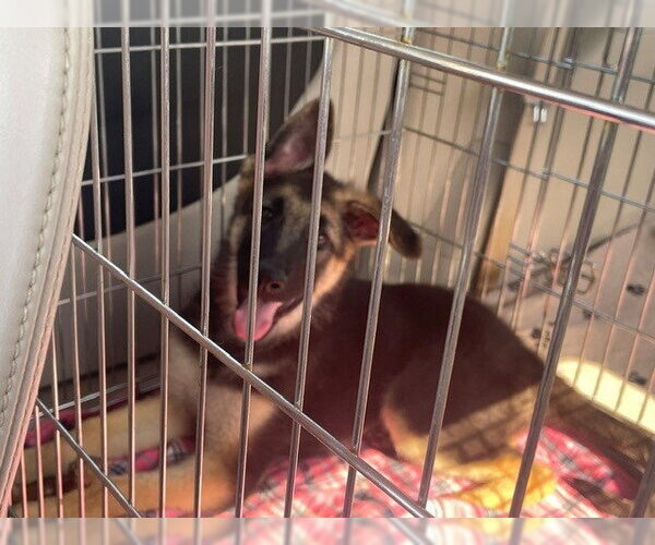 Medium Photo #4 German Shepherd Dog Puppy For Sale in Kansas City, MO, USA