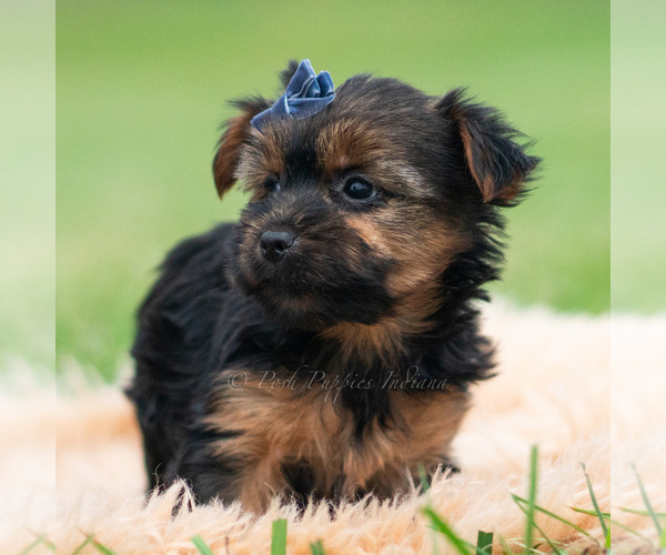 Medium Photo #2 Yorkshire Terrier Puppy For Sale in WARSAW, IN, USA