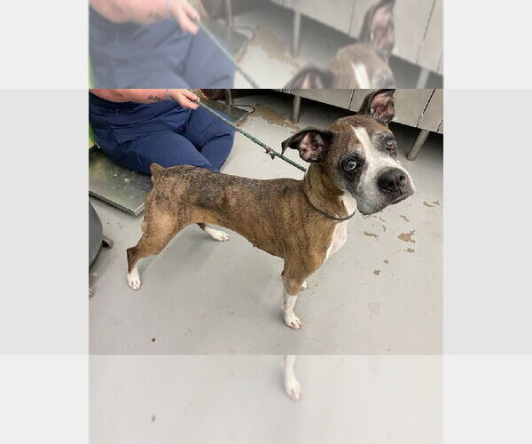 Medium Photo #4 Boxer Puppy For Sale in Austin, TX, USA