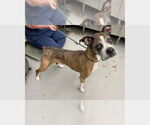 Small #3 Boxer