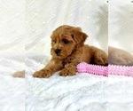 Small #2 Goldendoodle (Miniature)