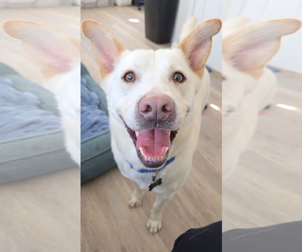 Medium Photo #13 Unknown-white german shepherd Mix Puppy For Sale in Rockaway, NJ, USA