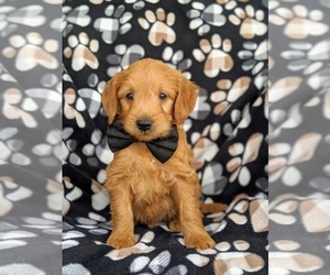 Goldendoodle Puppy for sale in OXFORD, PA, USA