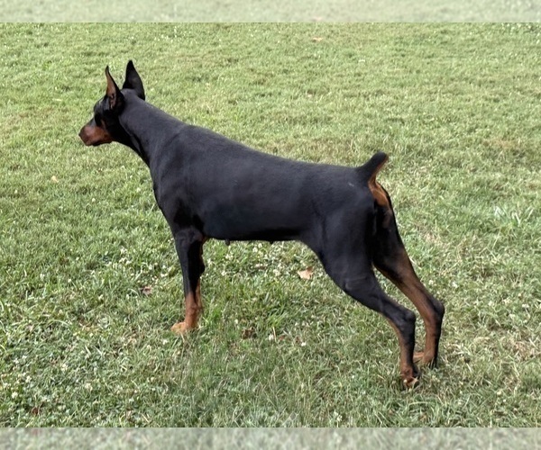 Medium Photo #4 Doberman Pinscher Puppy For Sale in NEWTON, NC, USA