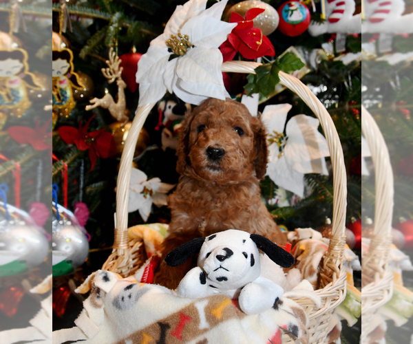 Medium Photo #12 Goldendoodle Puppy For Sale in SAINT CLAIR SHORES, MI, USA