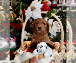 Small Photo #12 Goldendoodle Puppy For Sale in SAINT CLAIR SHORES, MI, USA
