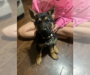 German Shepherd Dog Puppy for sale in HASLET, TX, USA