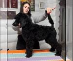 Small Photo #8 Poodle (Standard) Puppy For Sale in HALLANDALE, FL, USA