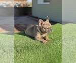 Small #8 French Bulldog
