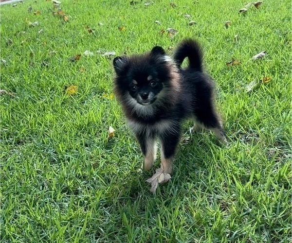 Medium Photo #4 Pomeranian Puppy For Sale in LOGANVILLE, GA, USA