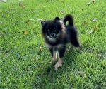 Pomeranians - Male Pomeranian Puppy for Sale - Photo #4