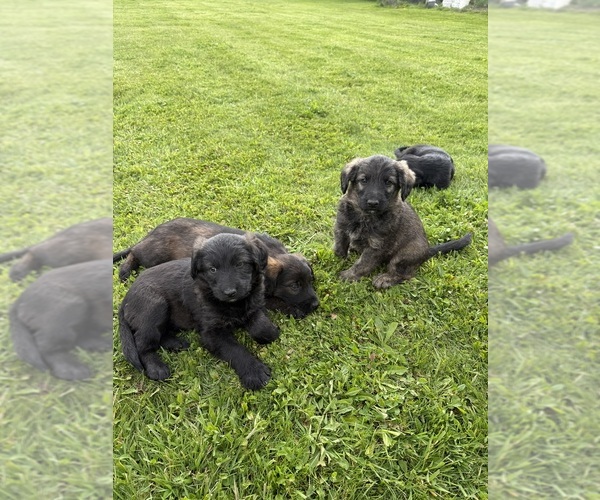 Medium Photo #2 Shepadoodle Puppy For Sale in UTICA, NY, USA