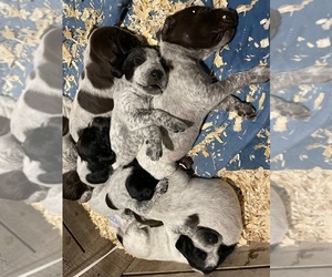German Shorthaired Pointer Puppy for sale in ROCHESTER, NY, USA