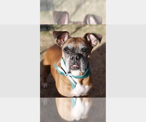 Boxer Dogs for adoption in Austin, TX, USA