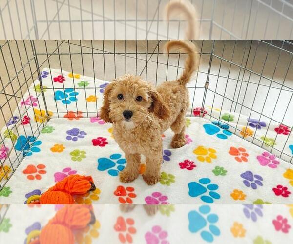 Medium Photo #2 Cavapoo mix (+ Poodle Miniature) Puppy For Sale in ORO VALLEY, AZ, USA
