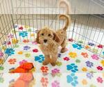 Frankie - Male Cavapoo mix (+ Poodle Miniature) Puppy for Sale - Photo #2