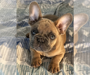 French Bulldog Puppy for sale in AUBREY, TX, USA