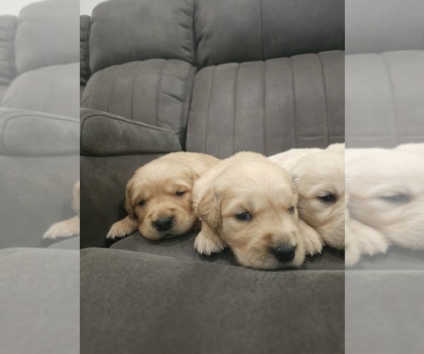 Medium Photo #5 Golden Retriever Puppy For Sale in ELVERTA, CA, USA