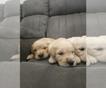 Small #4 Golden Retriever