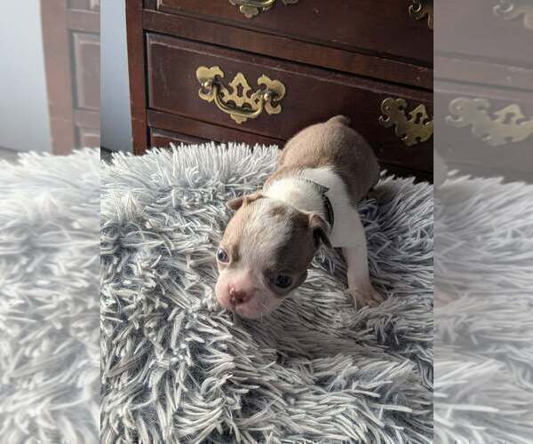 Medium Photo #16 Boston Terrier Puppy For Sale in GONIC, NH, USA