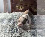 Small Photo #16 Boston Terrier Puppy For Sale in GONIC, NH, USA