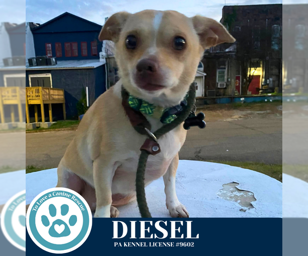 Medium Photo #2 Chihuahua-Unknown Mix Puppy For Sale in Kimberton, PA, USA