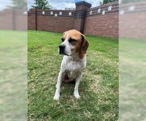 Bogle Dogs for adoption in Rosenberg, TX, USA