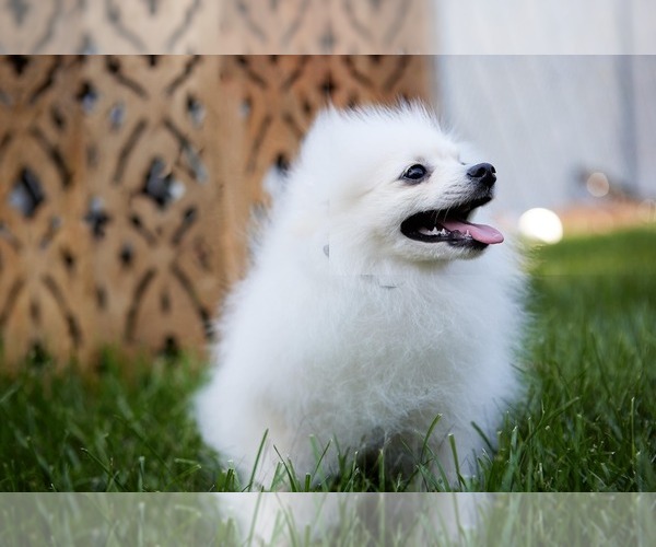 Medium Photo #2 Pomeranian Puppy For Sale in WOOD DALE, IL, USA