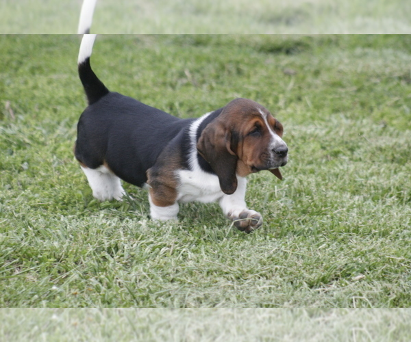 Medium Photo #6 Basset Hound Puppy For Sale in MEMPHIS, MO, USA