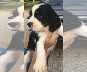 Medium English Springer Spaniel