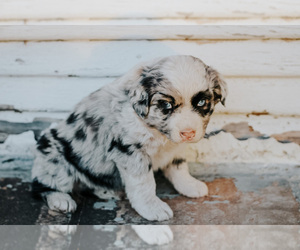 Miniature Australian Shepherd Puppy for sale in BLAIR, OK, USA