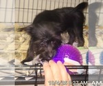 Small #1 Yorkshire Terrier