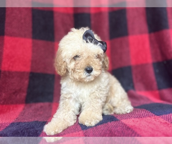 Medium Photo #3 Cock-A-Poo Puppy For Sale in LAKELAND, FL, USA