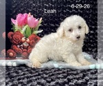 Small #1 Bichon Frise